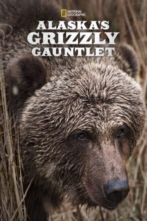 Alaska’s Grizzly Gauntlet